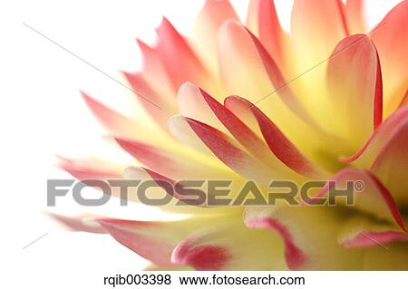 Dahlia View Large Photo Image Stock Photo - Dahlia. Fotosearch