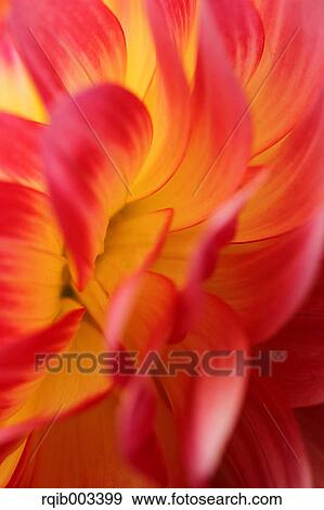Stock Photo - Dahlia. Fotosearch