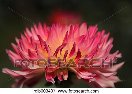 Stock Photo - Dahlia. Fotosearch