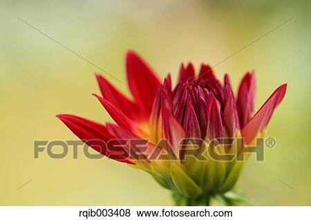 Stock Photo - Dahlia. Fotosearch