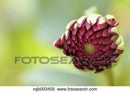 Dahlia View Large Photo Image Stock Photo - Dahlia. Fotosearch