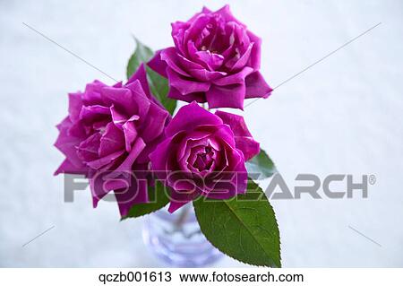 Dark pink roses View Large Photo Image Stock Image - Dark pink roses. Fotosearch