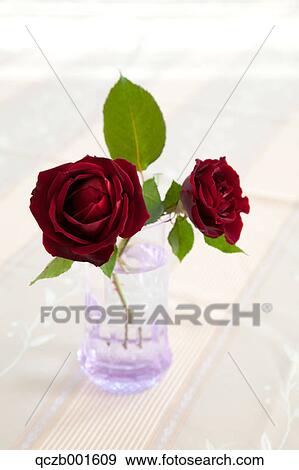Dark red rose View Large Photo Image Stock Photo - Dark red rose. Fotosearch