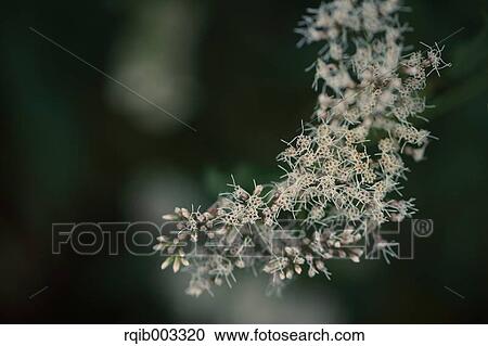 Stock Image - Eupatorium Japonicum. Fotosearch