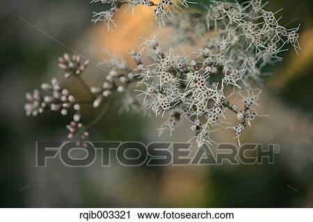 Eupatorium Japonicum View Large Photo Image Stock Image - Eupatorium Japonicum. Fotosearch