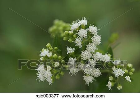 Eupatorium Japonicum View Large Photo Image Stock Photo - Eupatorium Japonicum. Fotosearch