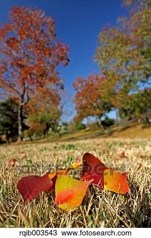 Fallen leaves View Large Photo Image Stock Image - Fallen leaves. Fotosearch