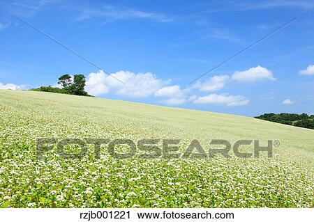 Stock Image - Flower field and blue sky with clouds. Fotosearch