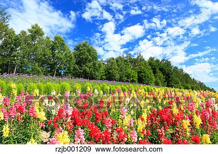 Flower field in Furano, Hokkaido View Large Photo Image Stock Photo - Flower field in Furano, Hokkaido. Fotosearch