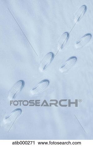 Footprints in the snow View Large Photo Image Stock Image - Footprints in the snow. Fotosearch