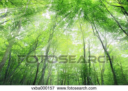 Forest and sunlight View Large Photo Image Stock Photo - Forest and sunlight. Fotosearch
