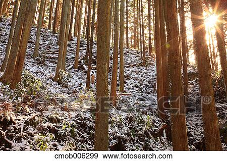 Forest in Asuka village, Nara Prefecture View Large Photo Image Stock Photo - Forest in Asuka village, Nara Prefecture. Fotosearch