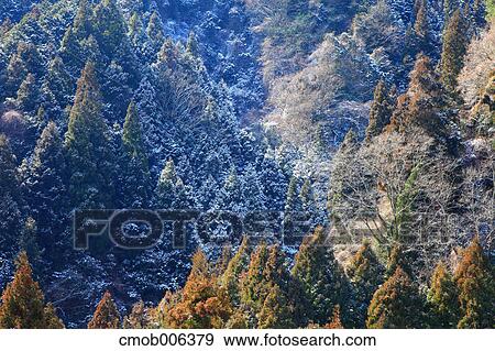 Forest in Gose, Nara Prefecture View Large Photo Image Stock Photo - Forest in Gose, Nara Prefecture. Fotosearch
