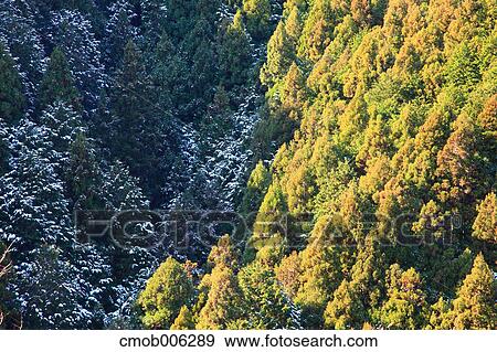 Forest in Kawachi Nagano, Osaka Prefecture View Large Photo Image Stock Photo - Forest in Kawachi Nagano, Osaka Prefecture. Fotosearch