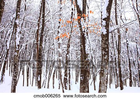 Forest with snow View Large Photo Image Stock Photography - Forest with snow. Fotosearch