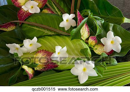 Frangipani flowers and coconut leaves View Large Photo Image Stock Photography - Frangipani flowers and coconut leaves. Fotosearch