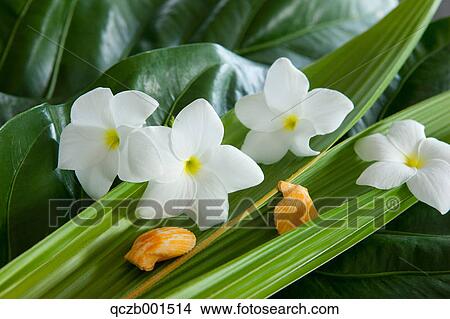 Picture - Frangipani flowers and shells. Fotosearch