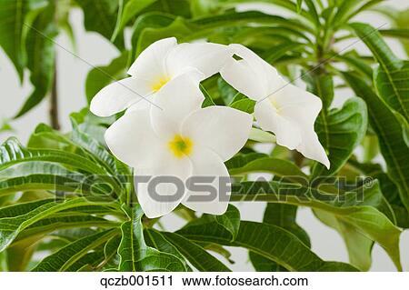 Frangipani flowers View Large Photo Image Stock Image - Frangipani flowers. Fotosearch