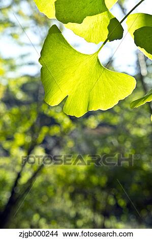 Picture - Ginkgo Biloba leaves. Fotosearch