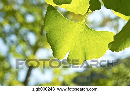 Ginkgo Biloba leaves View Large Photo Image Stock Image - Ginkgo Biloba leaves. Fotosearch