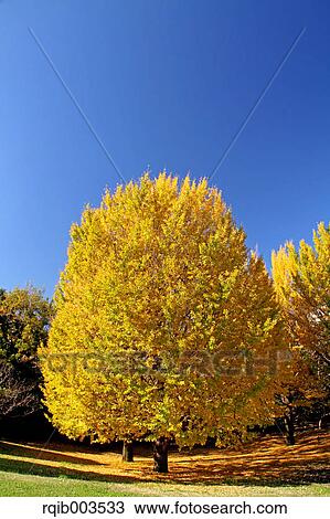 Ginkgo Biloba trees and blue sky View Large Photo Image Stock Image - Ginkgo Biloba trees and blue sky. Fotosearch