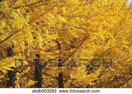 Ginkgo Biloba trees View Large Photo Image Stock Image - Ginkgo Biloba trees. Fotosearch