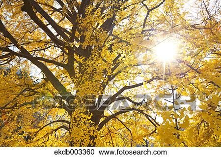 Ginkgo Biloba trees View Large Photo Image Stock Image - Ginkgo Biloba trees. Fotosearch