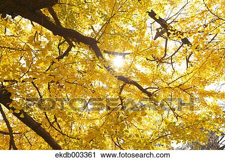 Ginkgo Biloba trees View Large Photo Image Stock Image - Ginkgo Biloba trees. Fotosearch