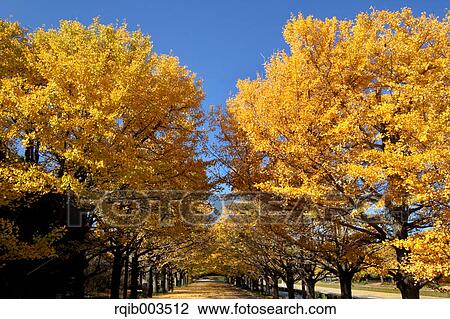 Ginkgo Biloba trees View Large Photo Image Stock Image - Ginkgo Biloba trees. Fotosearch