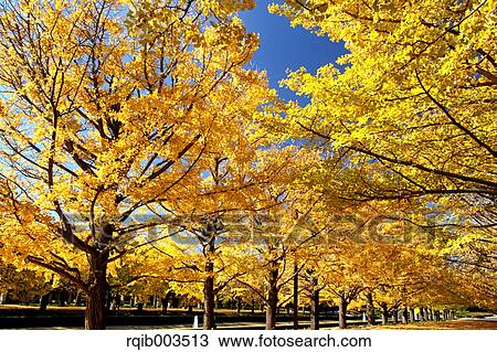 Stock Image - Ginkgo Biloba trees. Fotosearch