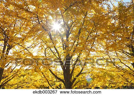 Ginkgo Biloba trees View Large Photo Image Stock Photo - Ginkgo Biloba trees. Fotosearch