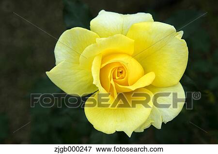 Stock Photo - Gold Bunny rose. Fotosearch