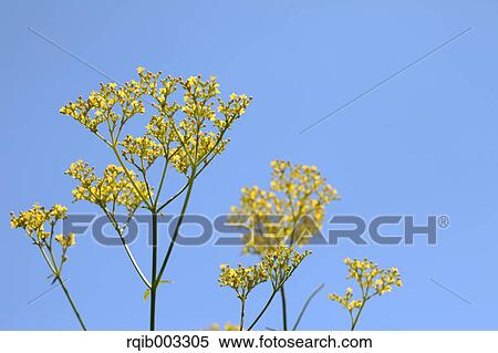 Golden Lace flowers View Large Photo Image Stock Photography - Golden Lace flowers. Fotosearch