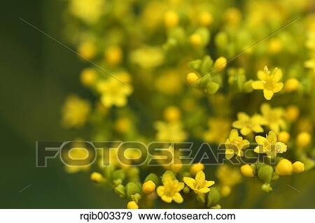 Stock Photo - Golden Lace. Fotosearch