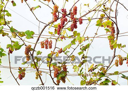 Grape vines View Large Photo Image Stock Photograph - Grape vines. Fotosearch