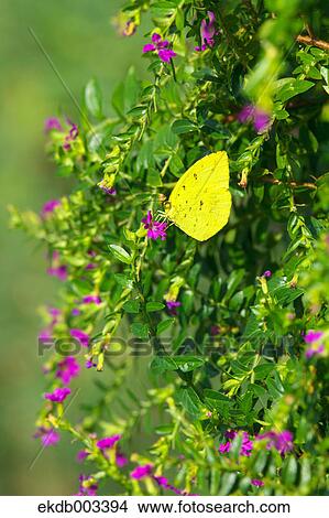 Grass Yellow butterfly View Large Photo Image Picture - Grass Yellow butterfly. Fotosearch