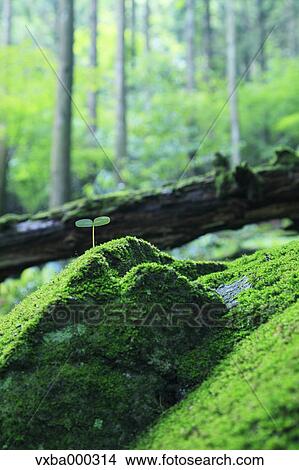 Green leaf View Large Photo Image Picture - Green leaf. Fotosearch