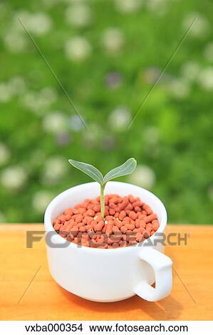Picture - Green leaf sprouting from a cup. Fotosearch