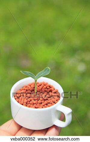 Green leaf sprouting from a cup View Large Photo Image Stock Image - Green leaf sprouting from a cup. Fotosearch