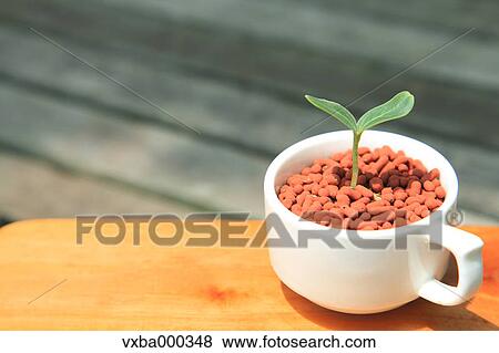 Green leaf sprouting from a cup View Large Photo Image Stock Photo - Green leaf sprouting from a cup. Fotosearch