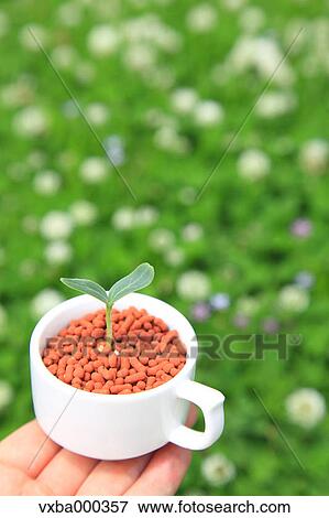 Green leaf sprouting from a cup View Large Photo Image Stock Photo - Green leaf sprouting from a cup. Fotosearch