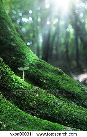 Green leaf View Large Photo Image Stock Image - Green leaf. Fotosearch