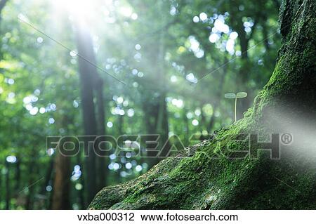 Green leaf View Large Photo Image Stock Image - Green leaf. Fotosearch