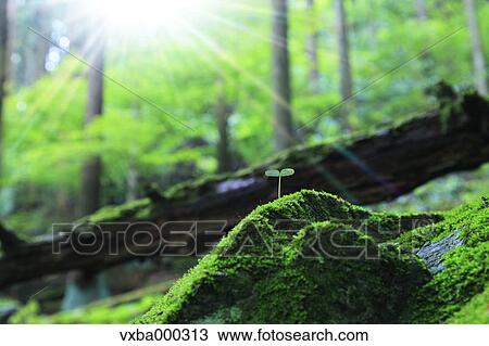Stock Image - Green leaf. Fotosearch