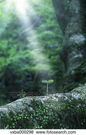 Stock Photo - Green leaf. Fotosearch