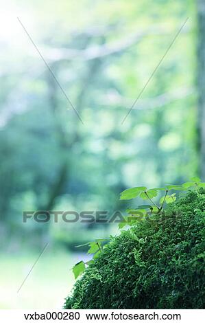 Green leaves and moss View Large Photo Image Stock Image - Green leaves and moss. Fotosearch