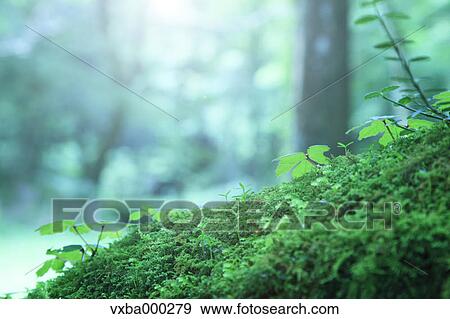 Green leaves and moss View Large Photo Image Stock Photo - Green leaves and moss. Fotosearch