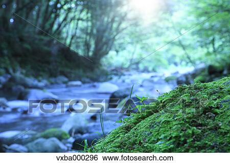 Green leaves and moss View Large Photo Image Stock Photograph - Green leaves and moss. Fotosearch