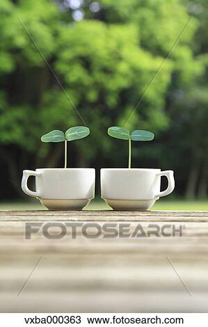 Green leaves sprouting from coffee cups View Large Photo Image Stock Image - Green leaves sprouting from coffee cups. Fotosearch