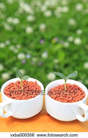 Green leaves sprouting from coffee cups View Large Photo Image Stock Photograph - Green leaves sprouting from coffee cups. Fotosearch
